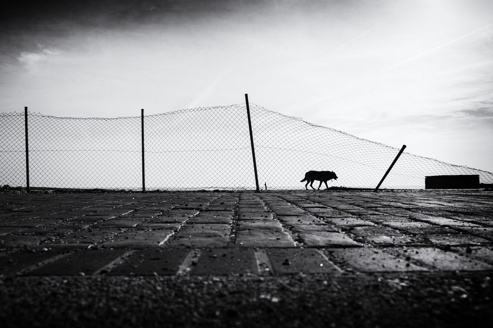 Fence
