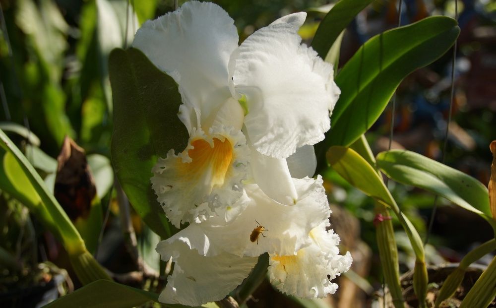 красавица и чудовище