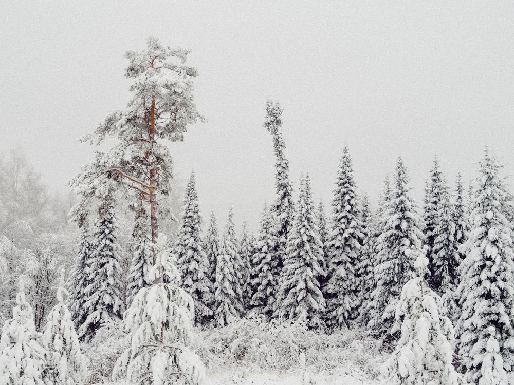 Сказки леса