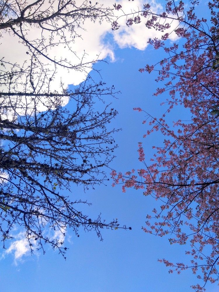 Cherry and pears tree