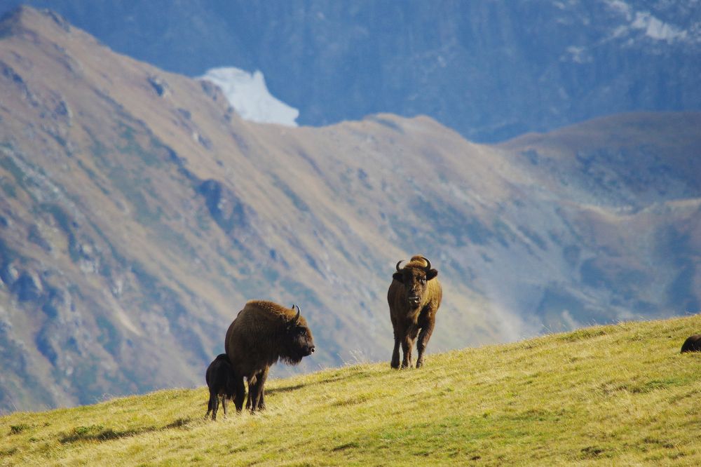 Семья-это безценно
