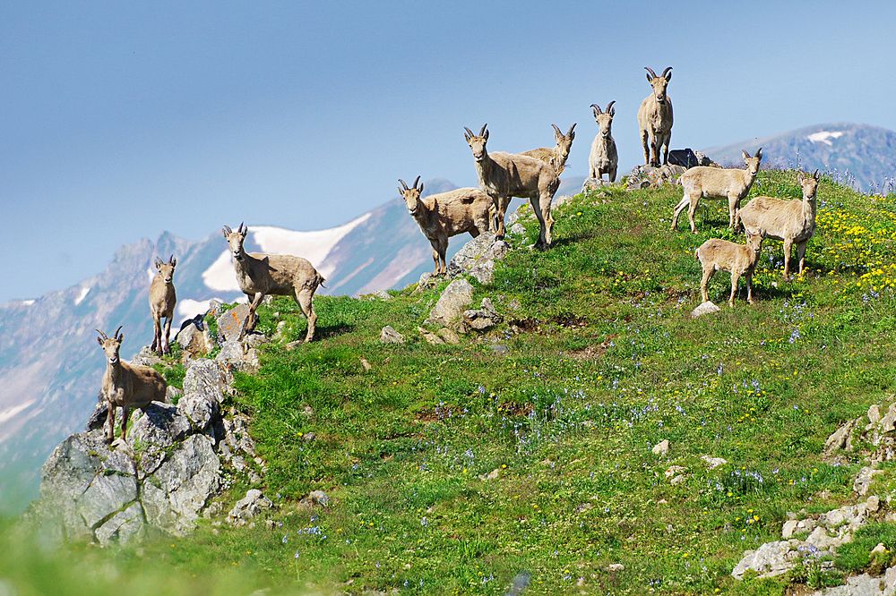 Турицы и детеныши