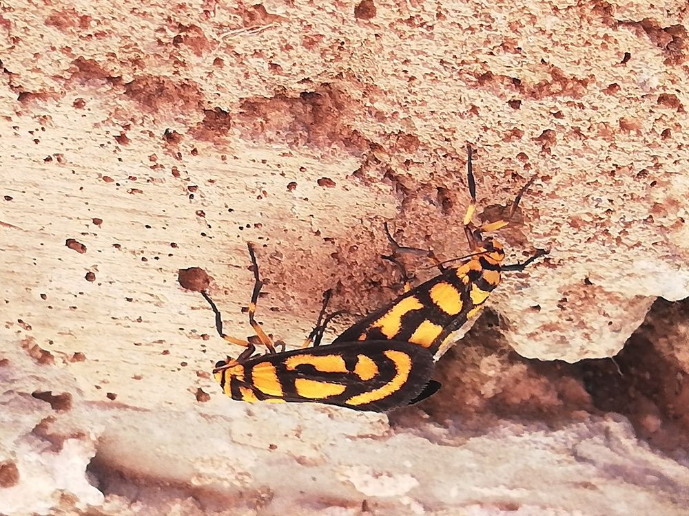 Love Bugs