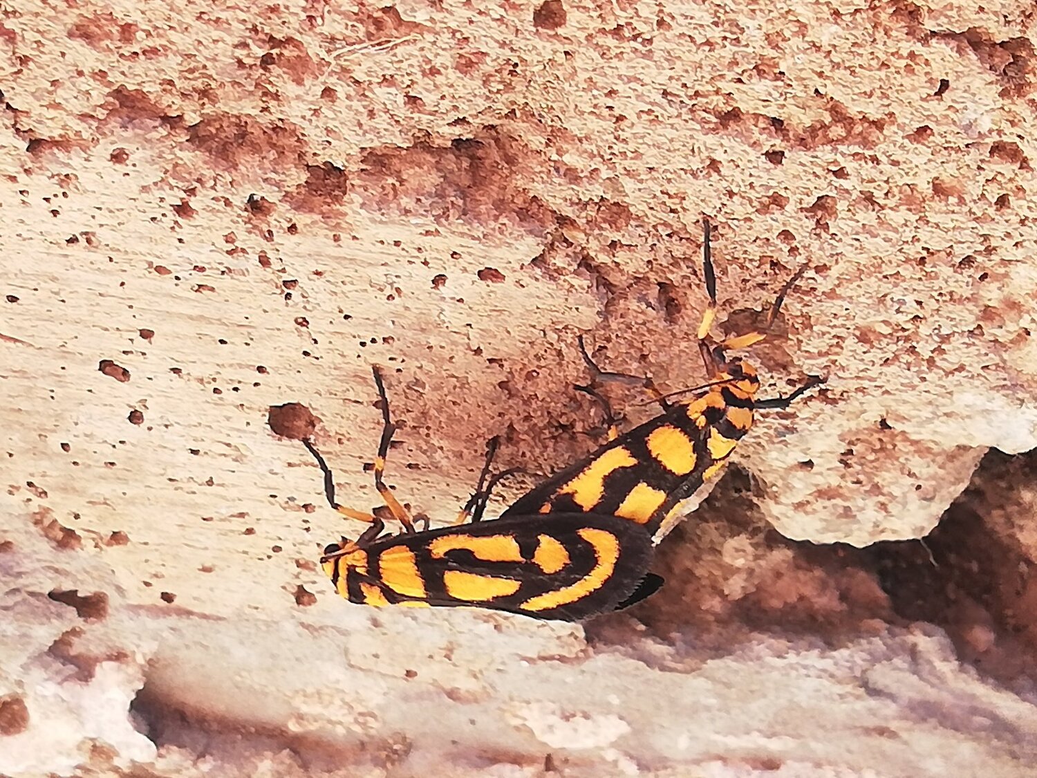 Love Bugs