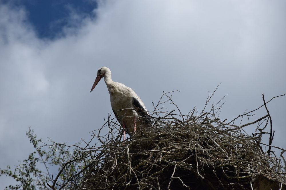 Аист на работе