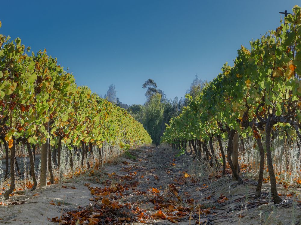 Виноградник