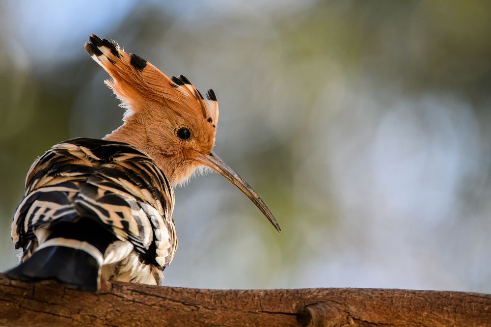 Eurasian Hoopoe