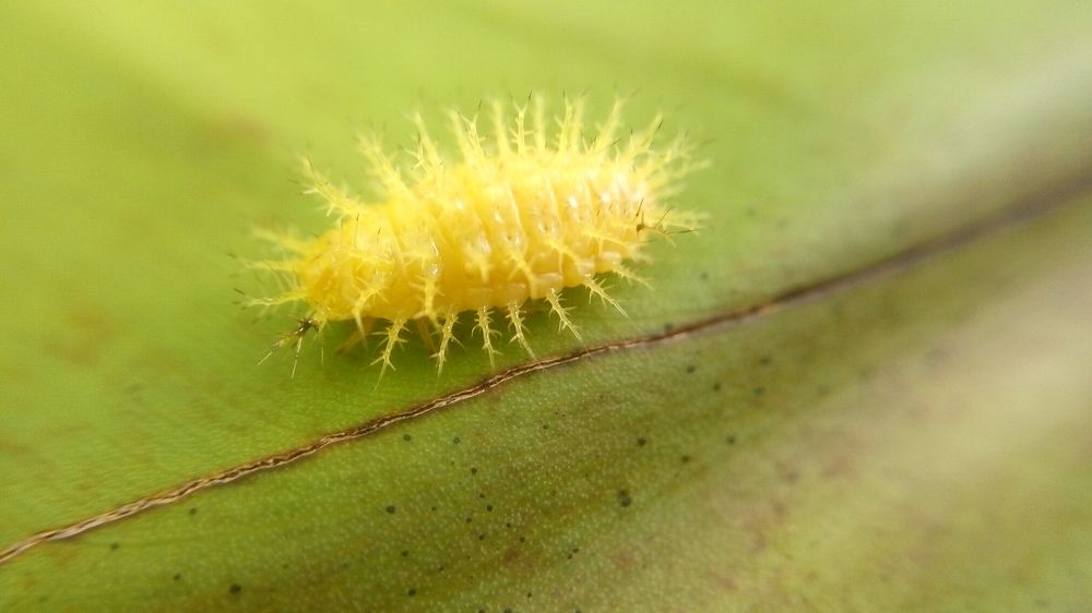 yellow Caterpillar larva