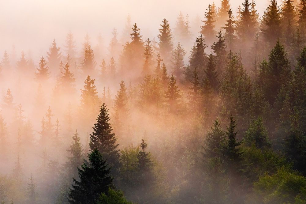 Soldiers of the forest