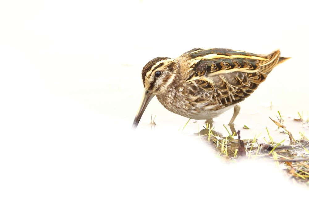 between snow and water