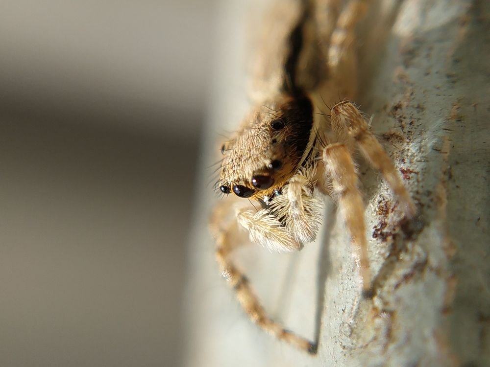 spider