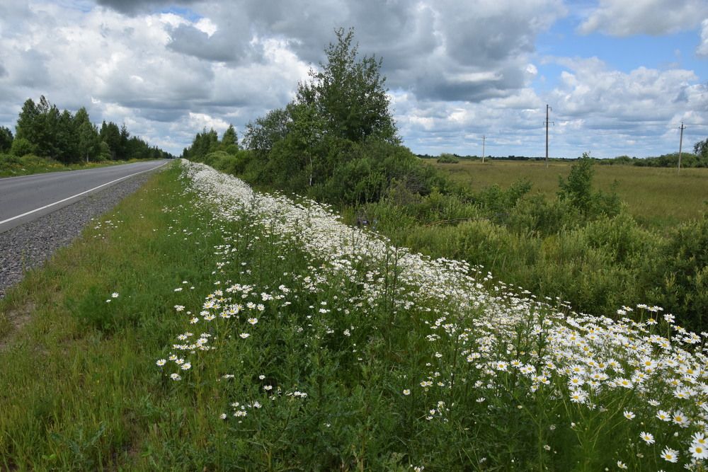 Ромашковая дорога