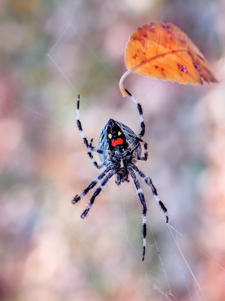 Я накрашу губы алою помадой