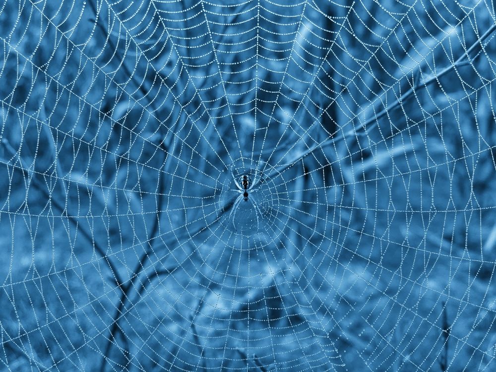 Perfect Spider Web