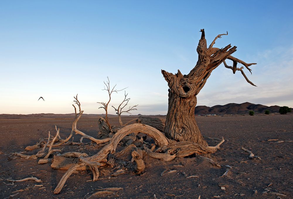 В краю суровом...