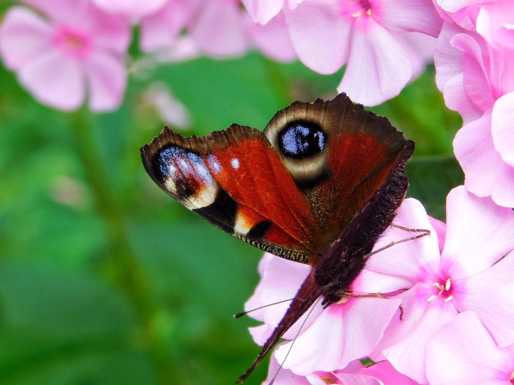 Летнее чудо