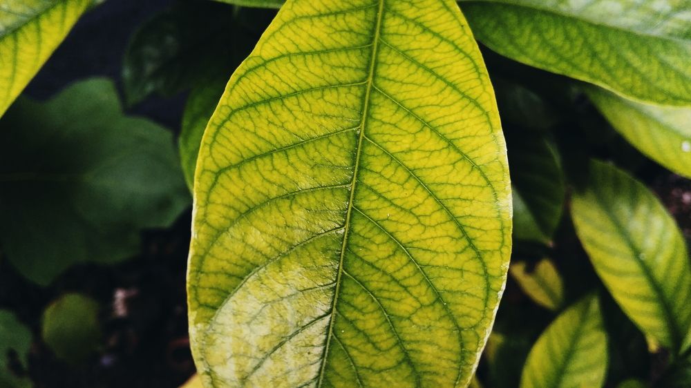morning leaf