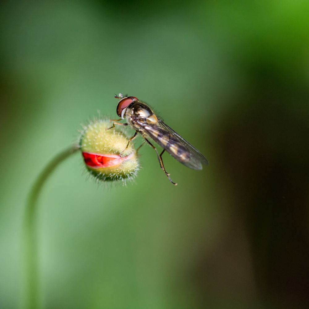 Photograph by moein vaezi