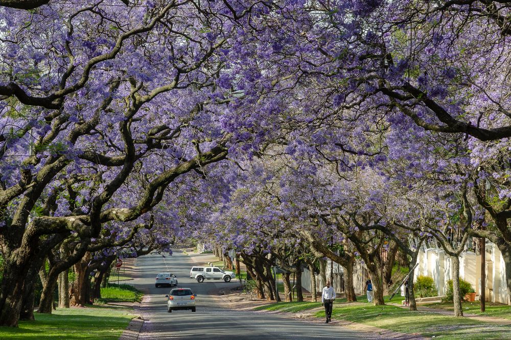 Цветущий город