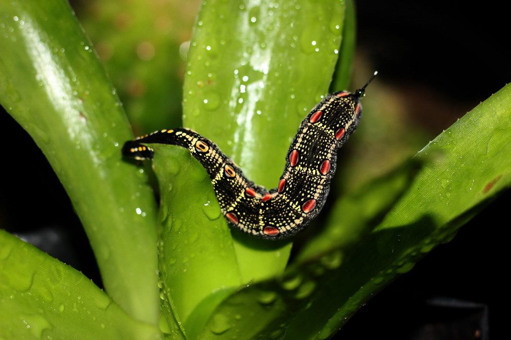 caterpillar on agave leaves