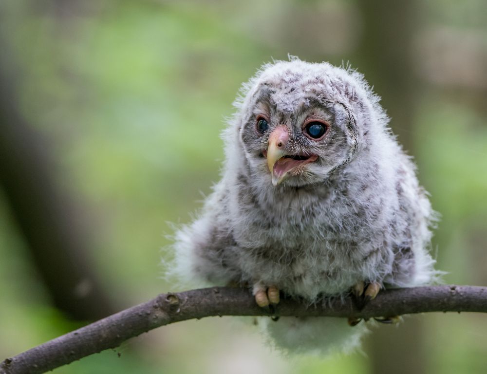 Лесной малыш