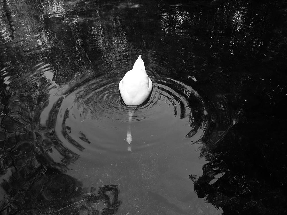 Photograph by Людмила Бокова