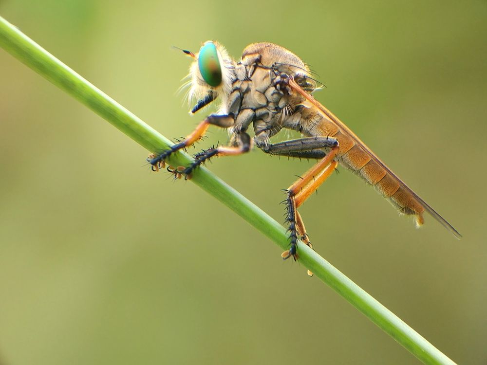 Robber fly
