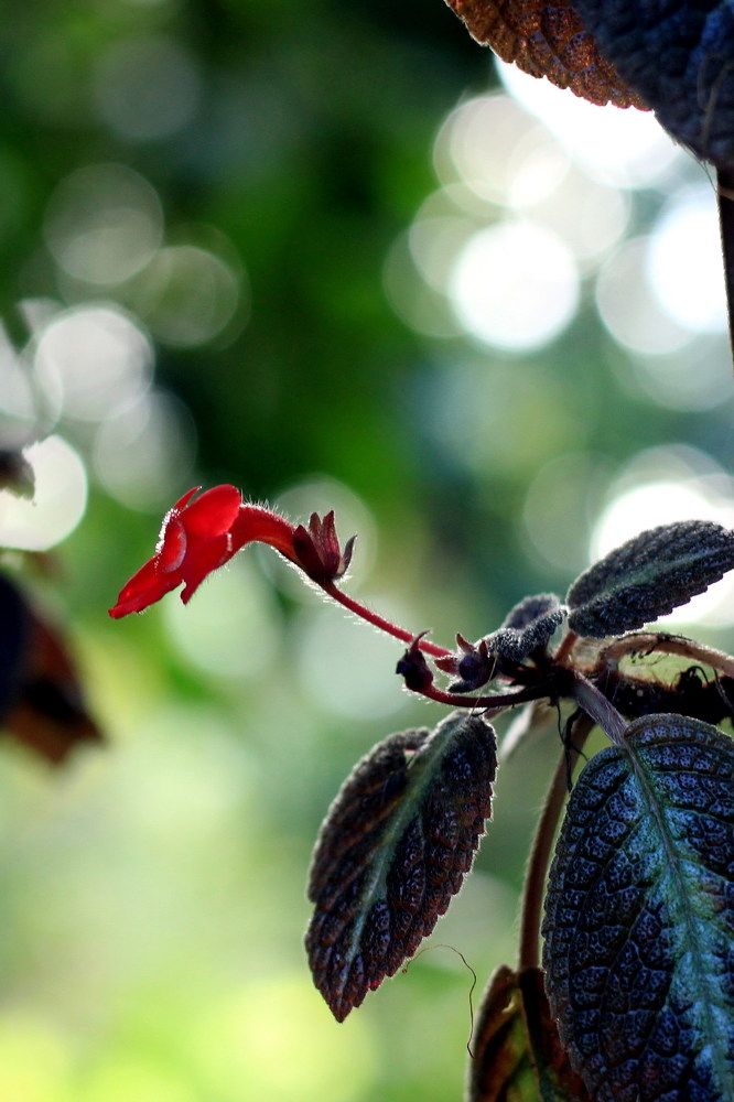 Flower in the front of light
