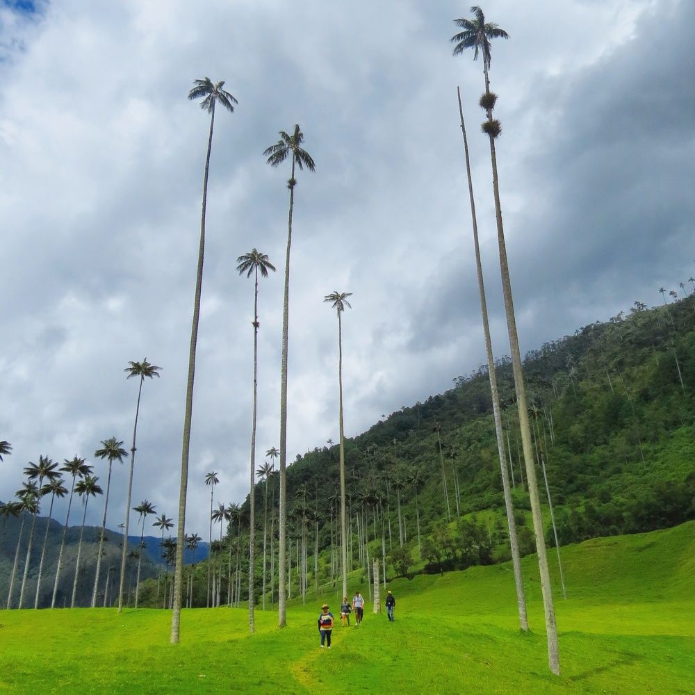 Cocora