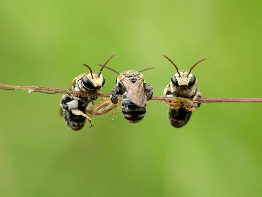 Bee
