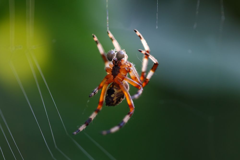 Красавчик..