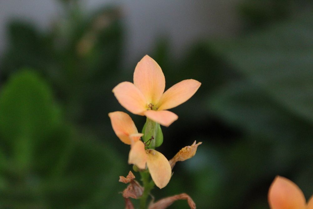 Photograph by RENAN TREVIZAN SANTOS