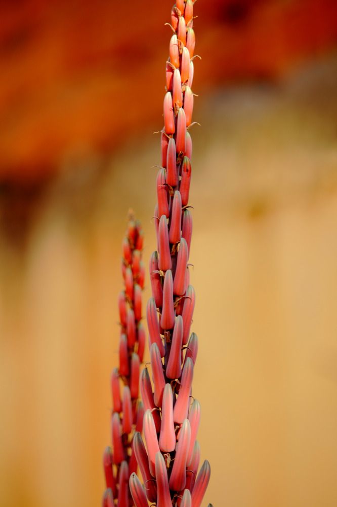 La beauté dans un floue