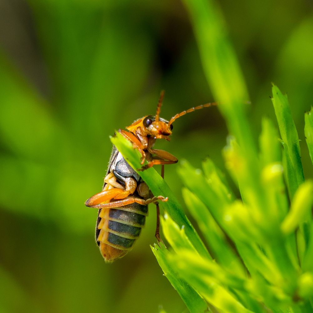 Cantharis nigricans, Grey Sailor-beetle