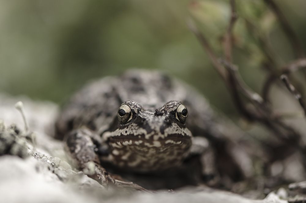 Северный пучеглаз