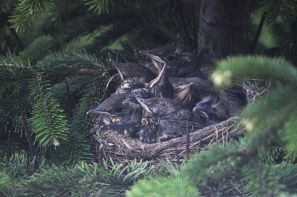 Птенцы дроздов