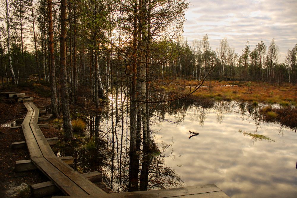 болота эстонии