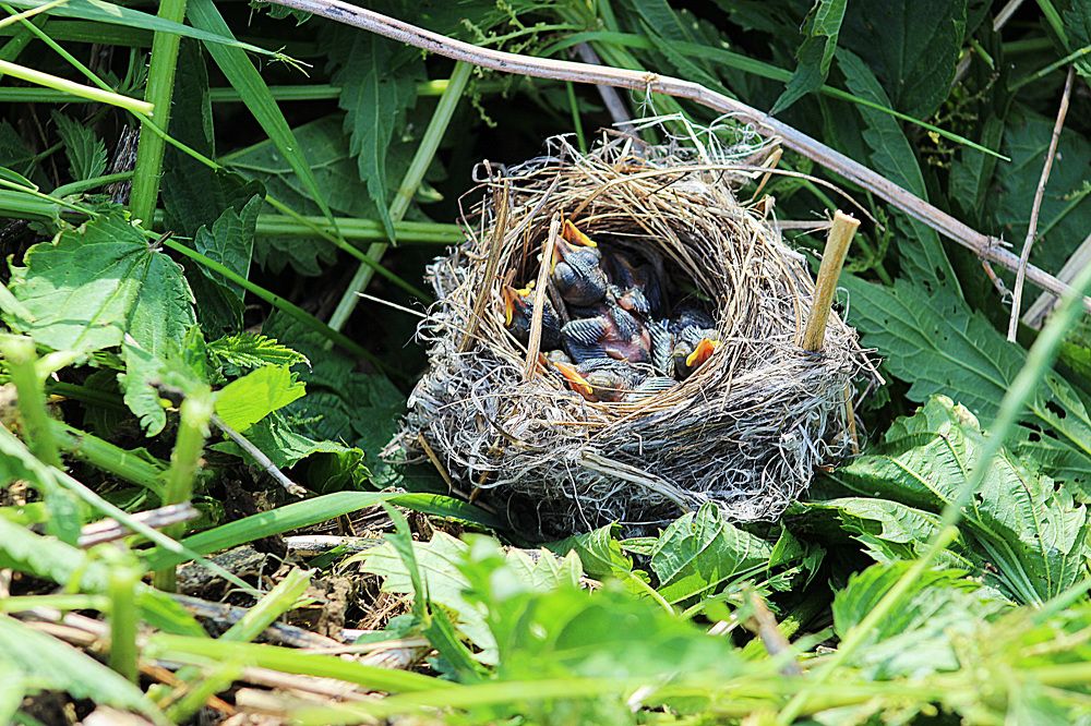 Гнездо славки