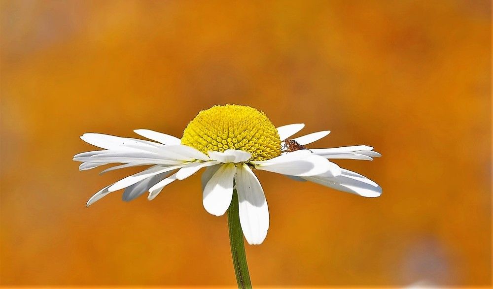 Осенняя ромашка за Полярным кругом.