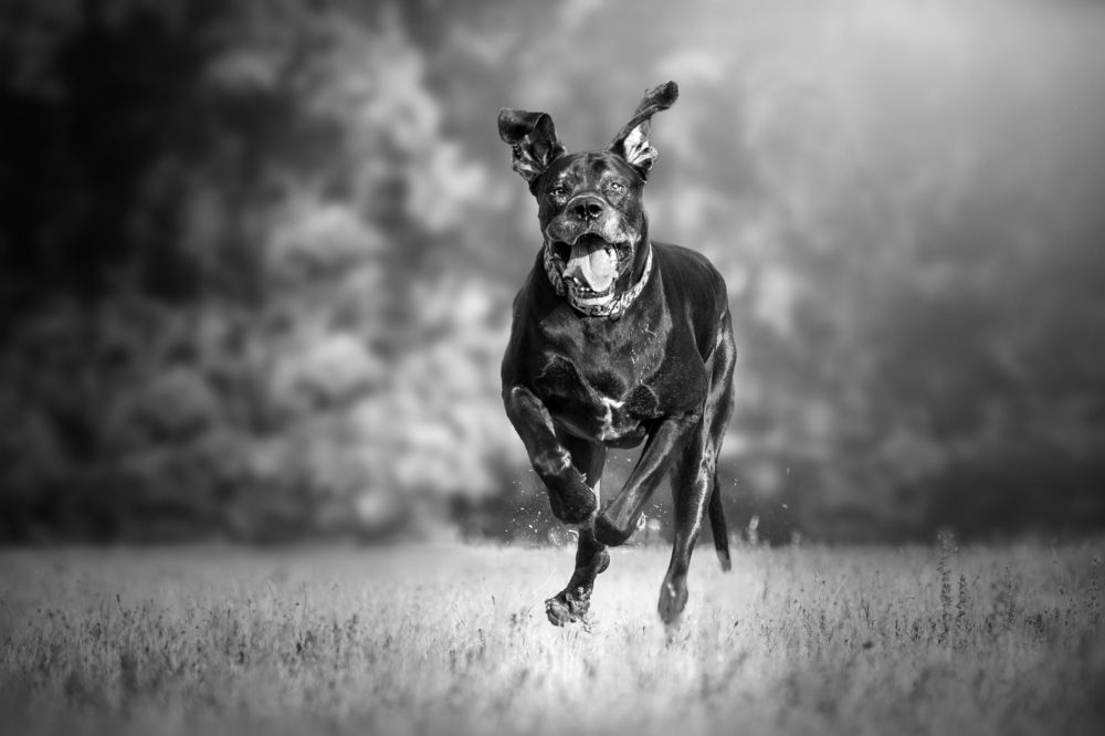 In Memory of Orlando