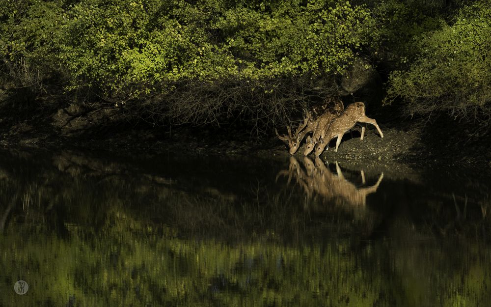 Reflection, Camouflage and Nature!