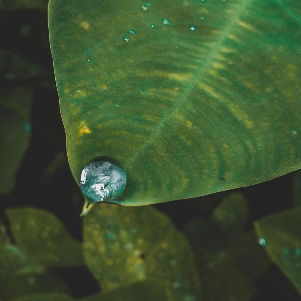 Rain Drop