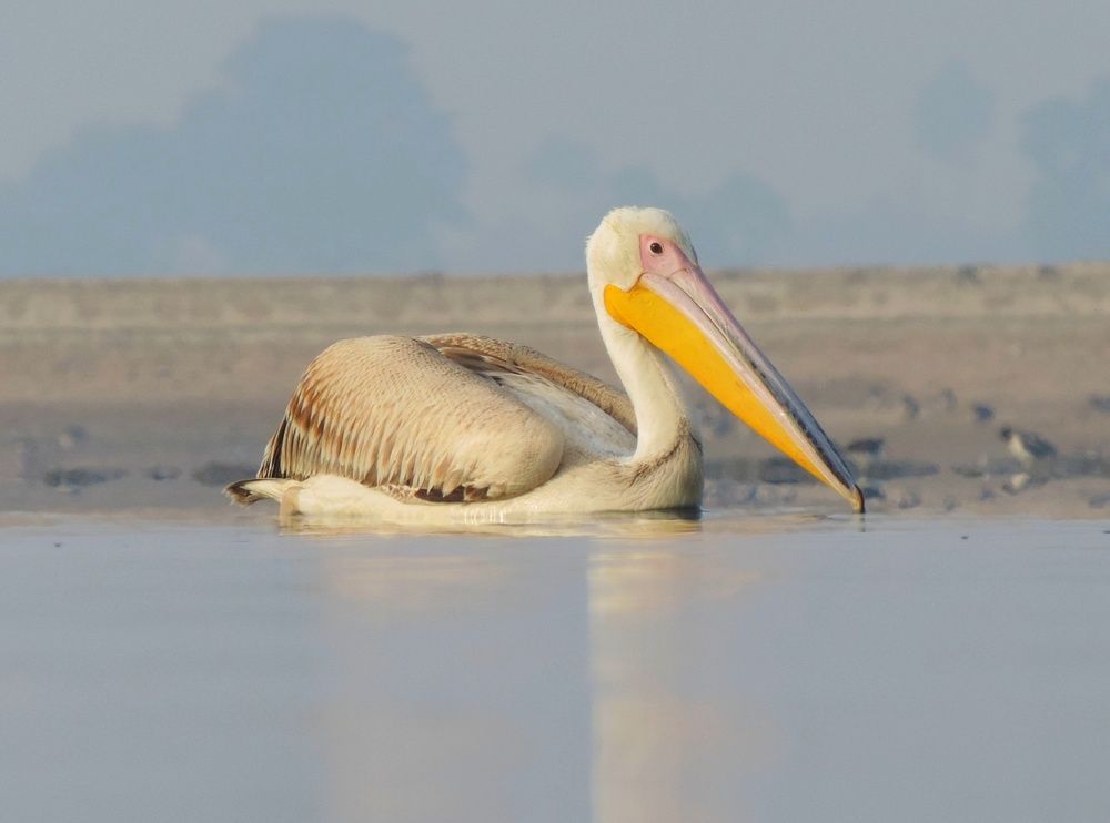 Bird Photography