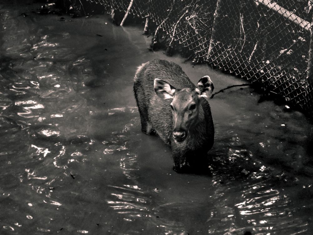 Sambar Deer in a pond [black&white]