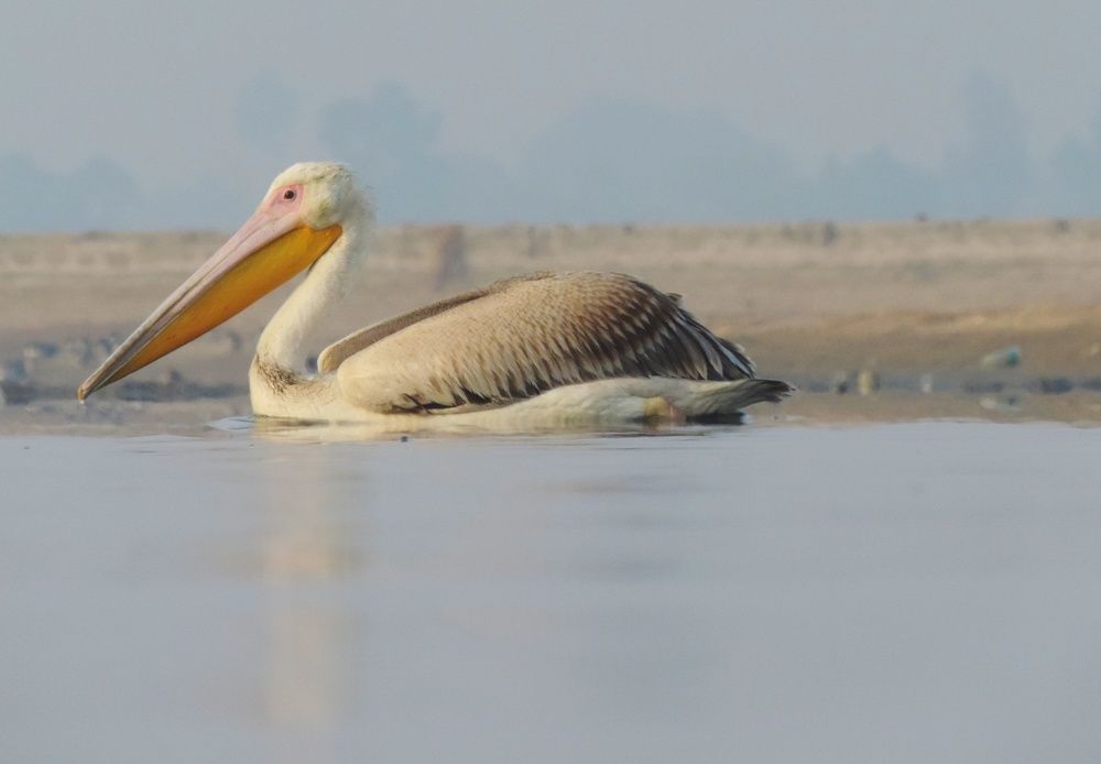 Bird Photography
