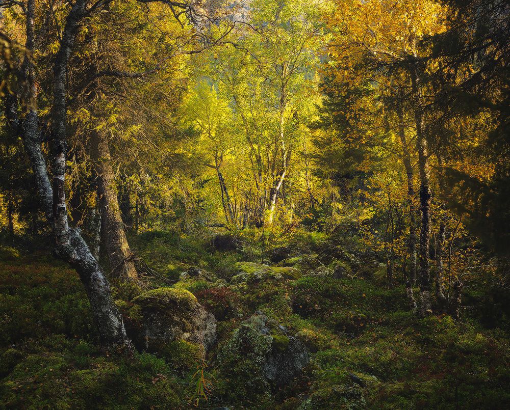 Золото Кольского