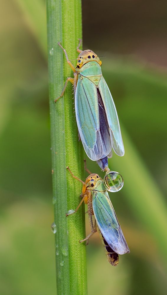 Из жизни цикадок