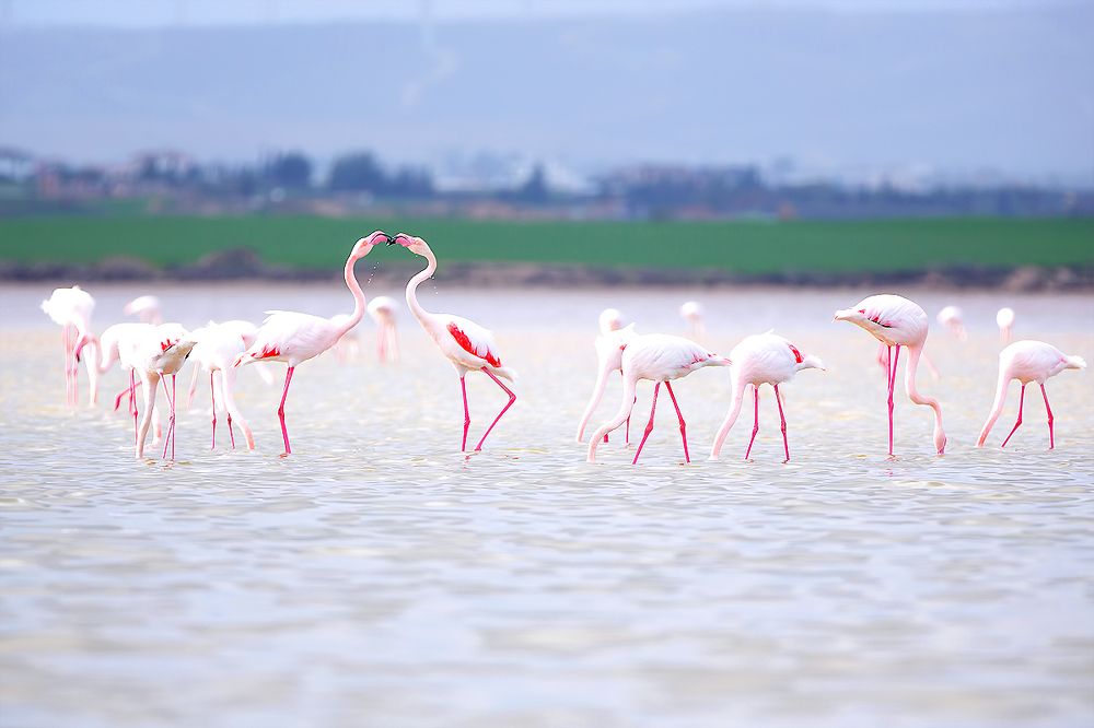 Фламинго на зимовке