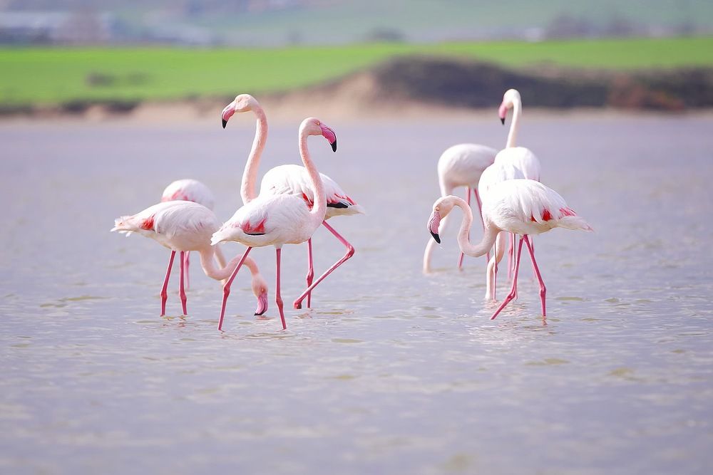 Фламинго на зимовке