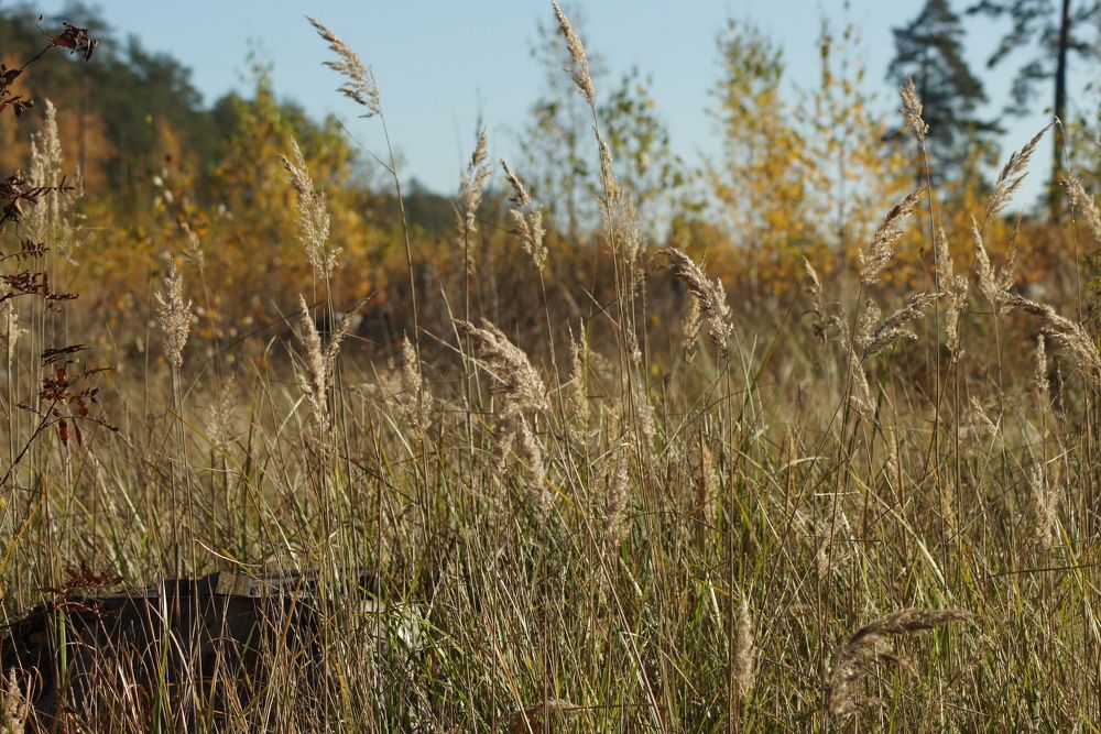 Солнечная полянка